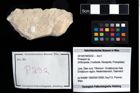Foto (Objekt + Etikett) von Prosopon sp.  (NHMW-GEO-2014-0194-0232)